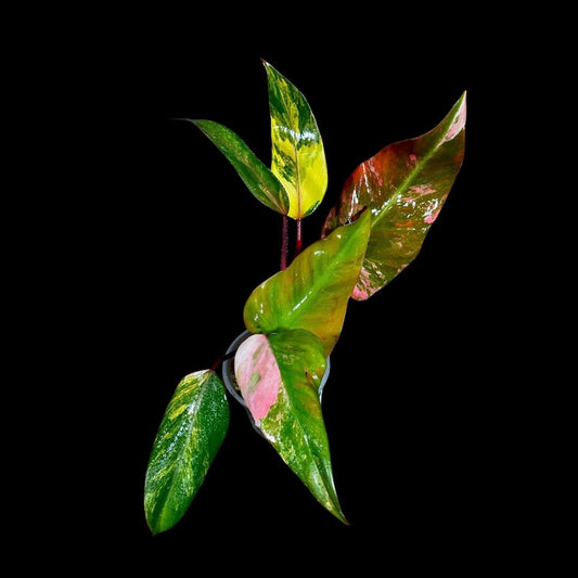 Variegated Philodendron Strawberry Shake Plant - Rare Pink Indoor Houseplant - Philodendron erubescens