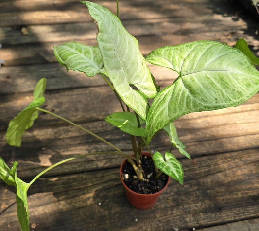 Arrowhead Plant - 8-10 in - Syngonium Podophyllum - Popular Houseplant, Easy Care Indoor Plant, Aroid Variety
