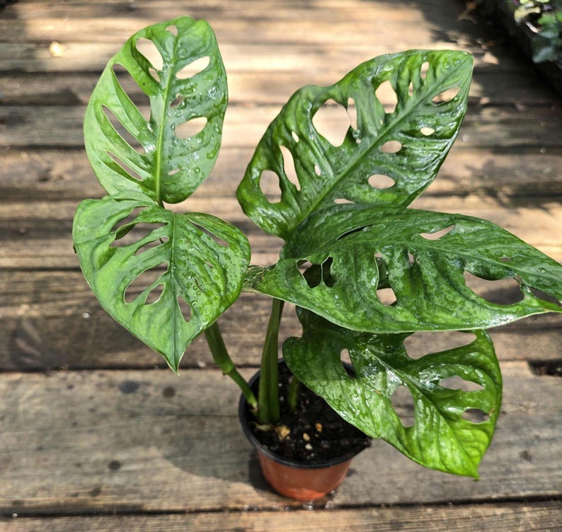 Monstera Plant 8-12in Swiss Cheese Monstera Monstera adansonii Heart-Shaped Leaves Houseplant