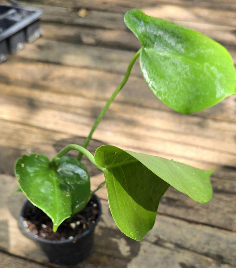 Monstera Deliciosa Plant - 11-13 in Swiss Cheese Plant - Split-Leaf Philodendron - Monstera deliciosa