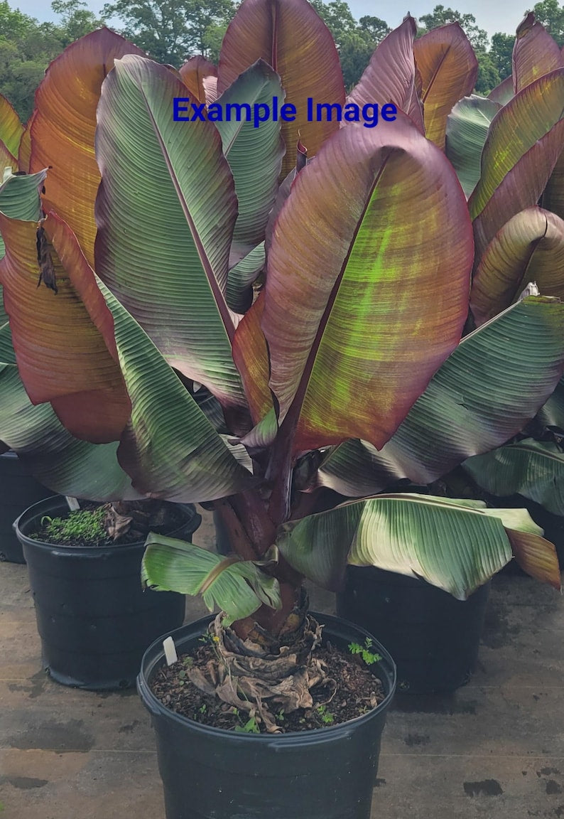 Red Banana Starter Plant - Musa Red Abyssinian, Ensete Maurelli, Tropical Foliage, Ideal for Indoor/Outdoor Gardens