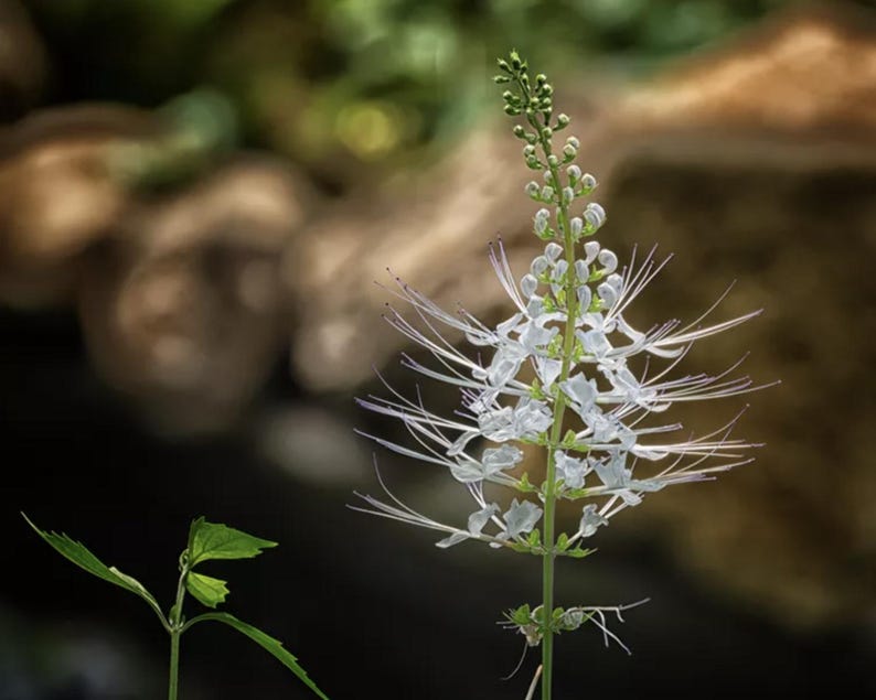 White Cat Whiskers Live Plants - Pack of 2 - Orthosiphon Stamineus - Unique White Flowers - Ideal for Containers
