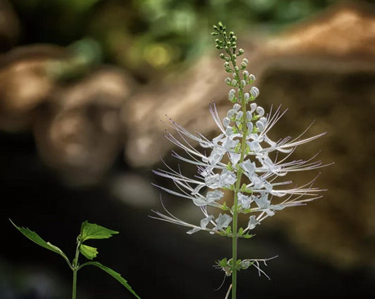 White Cat Whiskers Live Plants - Pack of 2 - Orthosiphon Stamineus - Unique White Flowers - Ideal for Containers