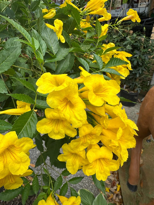 Yellow Elder Plant 2.5" Pot | Tecoma stans | Vibrant Yellow Flowers | Attracts Butterflies & Hummingbirds