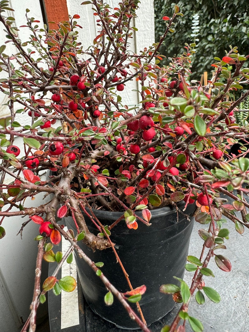 Cotoneaster Groundcover Plant - 1 Gallon Pot - 'Queen of Carpets' - Cotoneaster procumbens - Evergreen Shrub with Red Berries