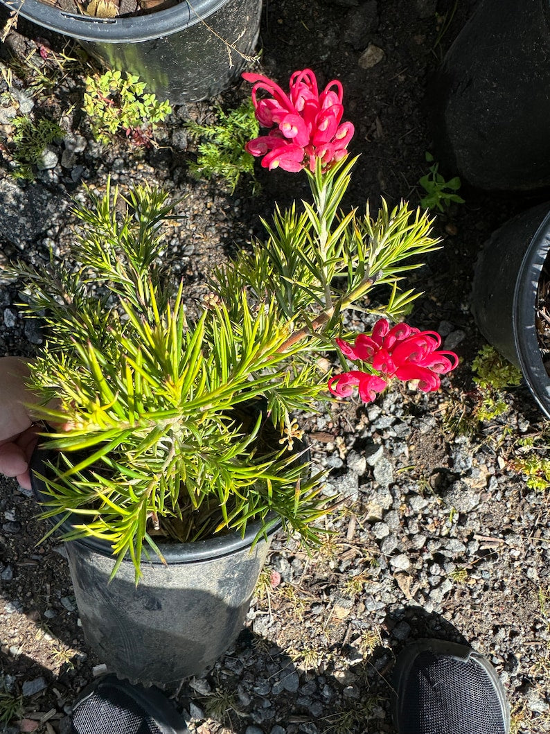 Noelli Grevillea Shrub - 1 Gallon Pot - Drought-Tolerant Evergreen with Red Flowers - Grevillea 'Noelli'