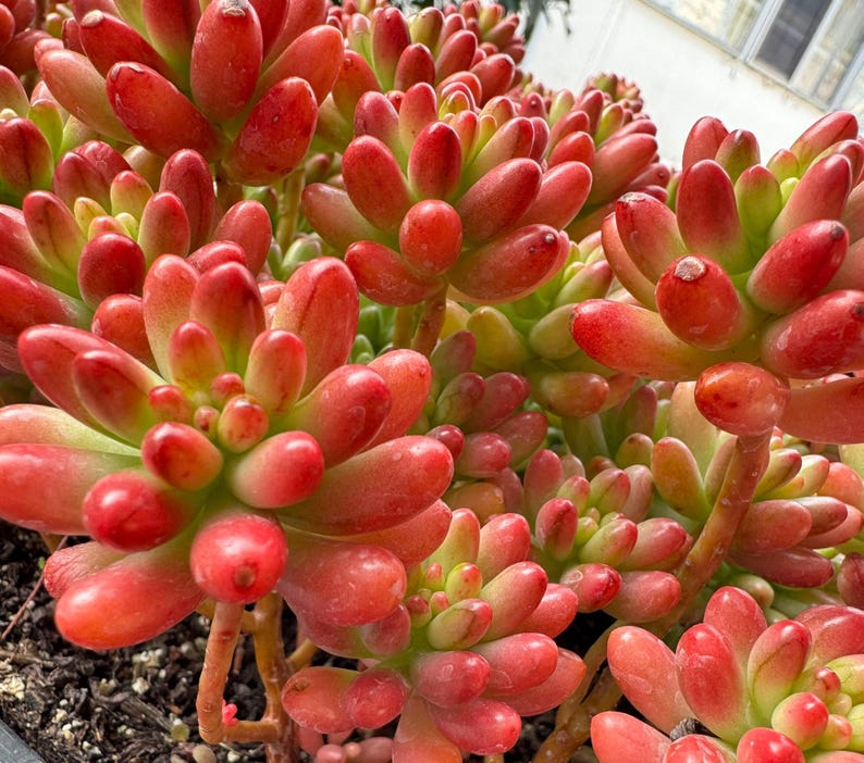 Pink Jelly Bean Succulent - 4 or 6 Inch Pot - Sedum rubrotinctum 'Aurora' - Drought-Tolerant Indoor Plant for Home Decor