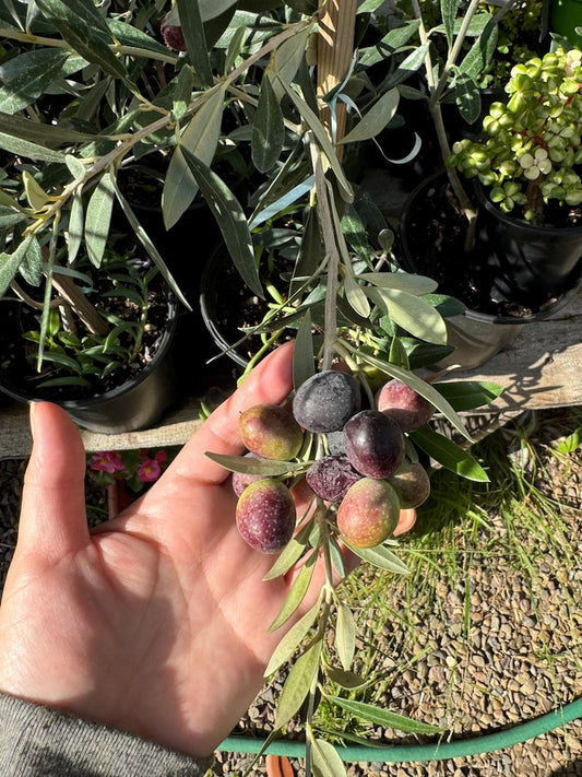 Young Olive Tree in 1 Gallon Pot, Mediterranean Olive Shrub, Olea Europaea, Drought-Tolerant Evergreen with Silvery Green Leaves