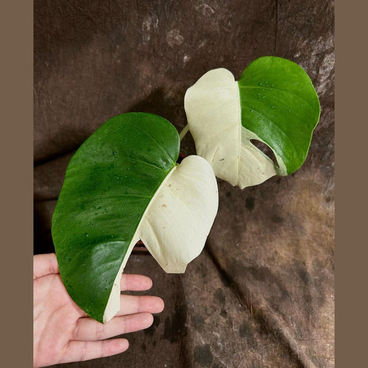 Variegated Monstera Albo Plant - Rare White Borsigiana - Exact Plant - Tropical Indoor Houseplant - US Seller