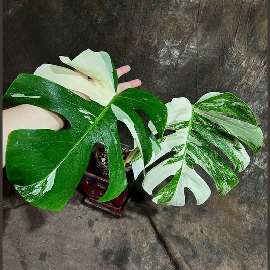 Variegated Monstera Albo Plant - Rare White Albo Borsigiana - Exact Plant - Indoor Houseplant - Monstera Deliciosa