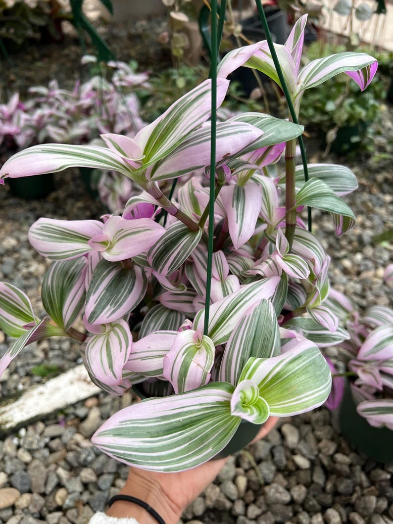 6” Nanouk Houseplant - Variegated Tradescantia Nanouk in 6” Nursery Pot - Easy Care Indoor Plant