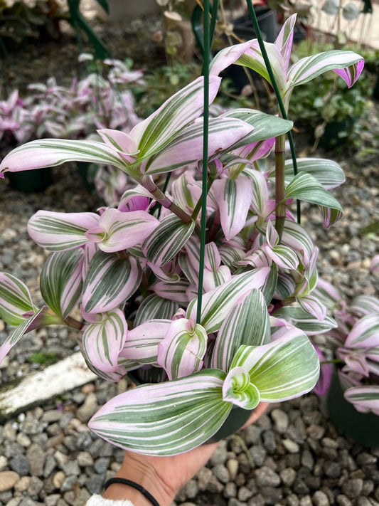 6” Nanouk Houseplant - Variegated Tradescantia Nanouk in 6” Nursery Pot - Easy Care Indoor Plant