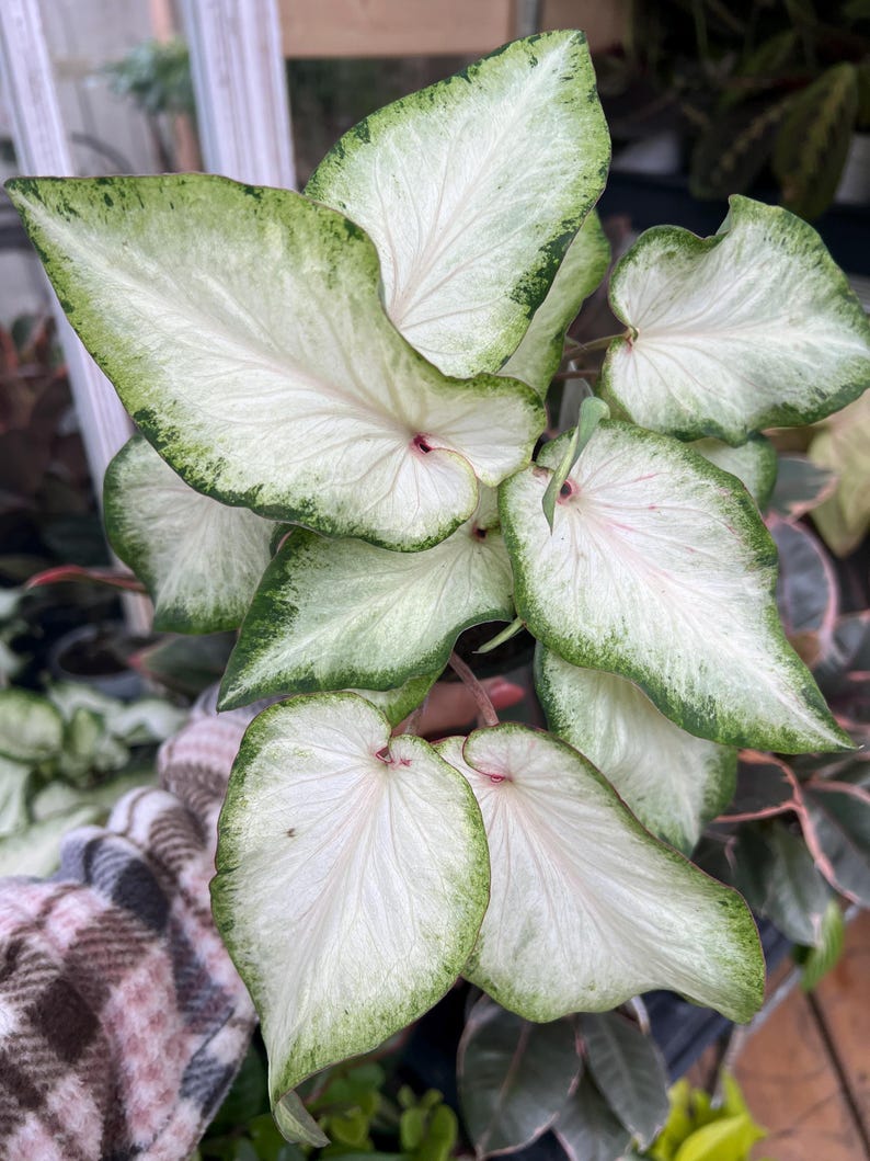 4” White Caladium Plant - Giffs Variety, White Leaves with Green Edges, Live Houseplant, Perfect for Indoor Decor