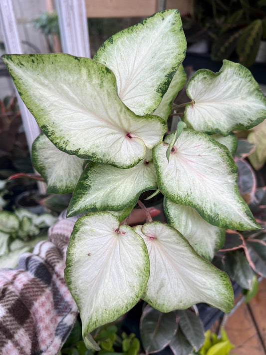 4” White Caladium Plant - Giffs Variety, White Leaves with Green Edges, Live Houseplant, Perfect for Indoor Decor