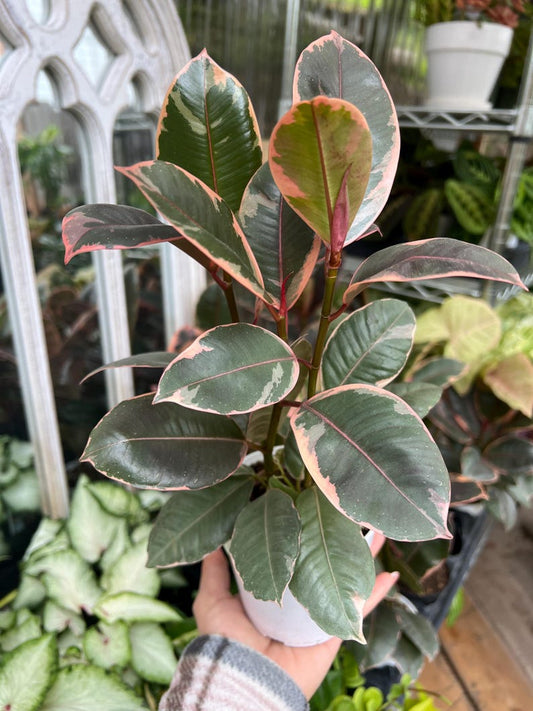 4” Ficus Elastica Tineke Ruby, Live Houseplant in Plastic Pot, Indoor Plant, Rubber Tree (Ficus elastica)