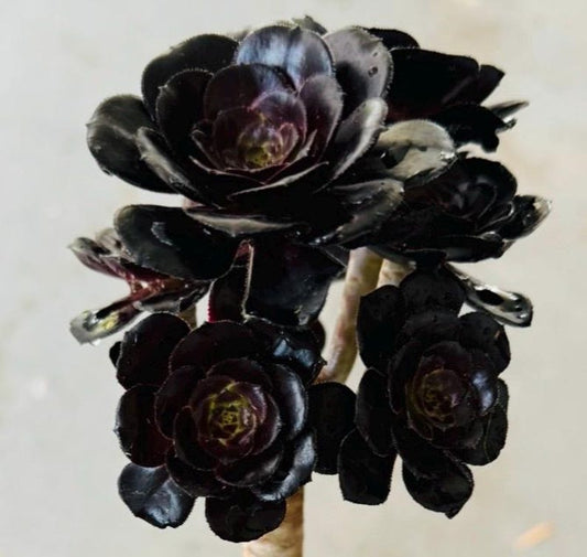 Black Rose Aeonium Plant in 4 Inch Pot - Dark Foliage Succulent - Aeonium arboreum 'Zwartkop' - Live Indoor/Outdoor Decor