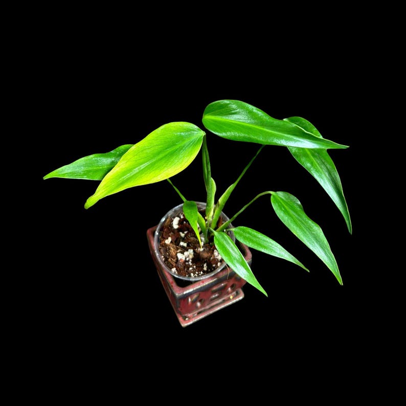 Monstera Burle Marx Flame Plant in Pot - Monstera Dilacerata - Rare Aroid Houseplant - Unique Leaf Shape - US Seller