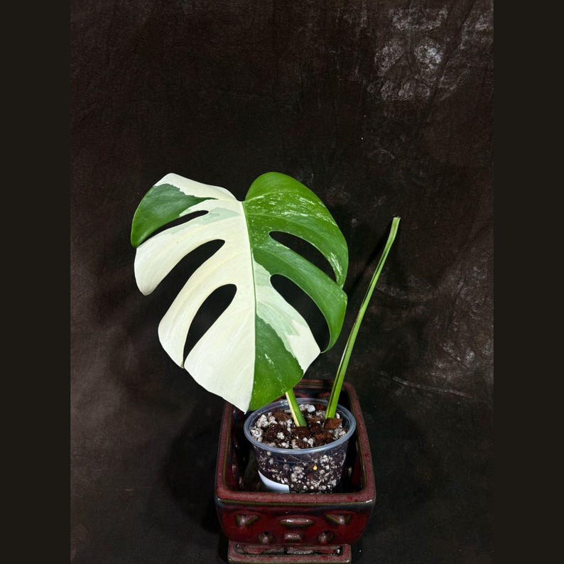 Variegated Monstera Albo Plant - Rare White Borsigiana Houseplant - Exact Plant - Monstera Albo - Indoor Tropical Decor