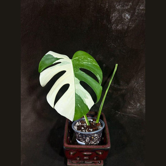 Variegated Monstera Albo Plant - Rare White Borsigiana Houseplant - Exact Plant - Monstera Albo - Indoor Tropical Decor