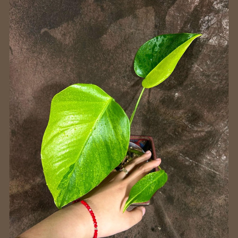 Monstera Aurea Variegated Borsigiana Potted Plant - Monstera Marmota - Tropical Houseplant - US Seller