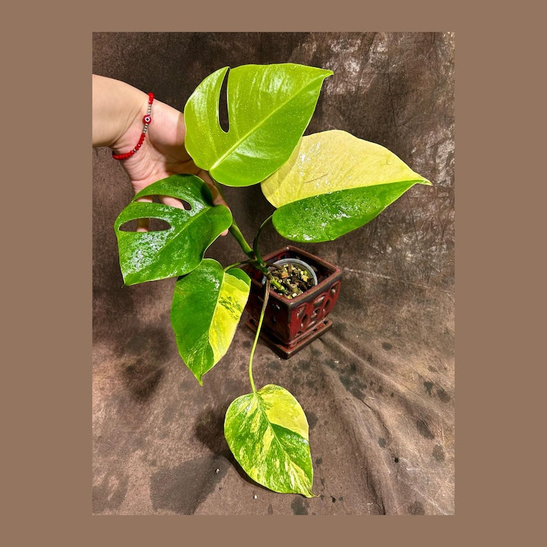 Monstera Aurea Variegated Borsigiana Potted Plant - Monstera Marmota - Tropical Houseplant - Rare Variegated Leaves