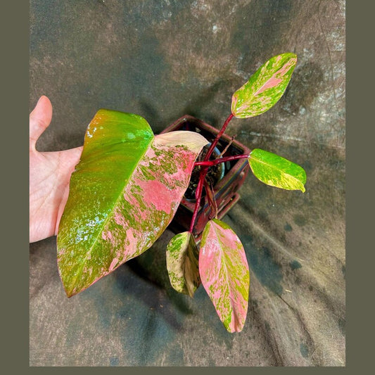 Variegated Philodendron Strawberry Shake Plant in Nursery Pot - Pink Creamy White Burgundy - Rare Houseplant - Philodendron Strawberry Shake