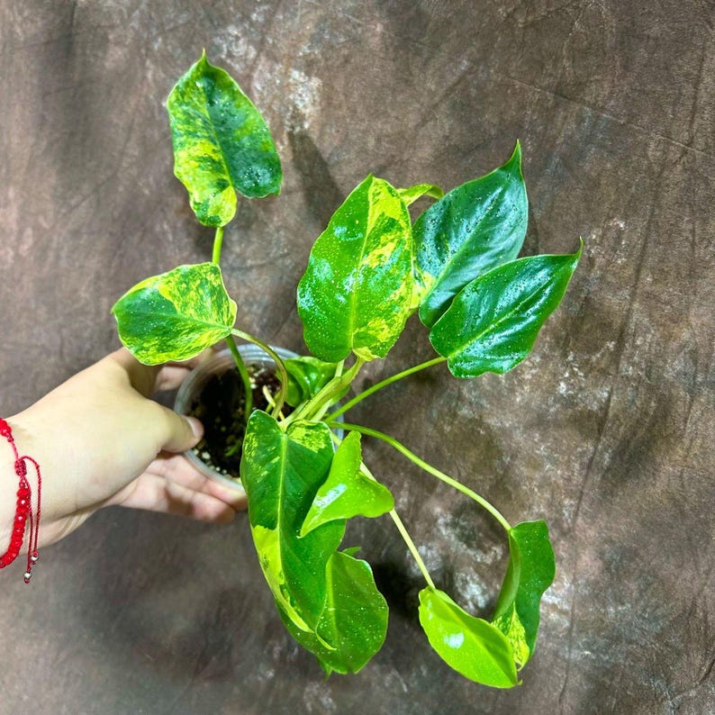 Variegated Burle Marx Philodendron Plant - Tropical Houseplant - Philodendron Burle Marx - Live Indoor & Outdoor Plant