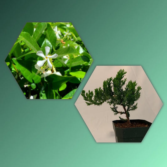 12pk Ethereal Forest Combo - 6 Star Jasmine & 6 Dwarf Juniper (Juniperus procumbens 'Nana') - Live Plants for Bonsai & Vines