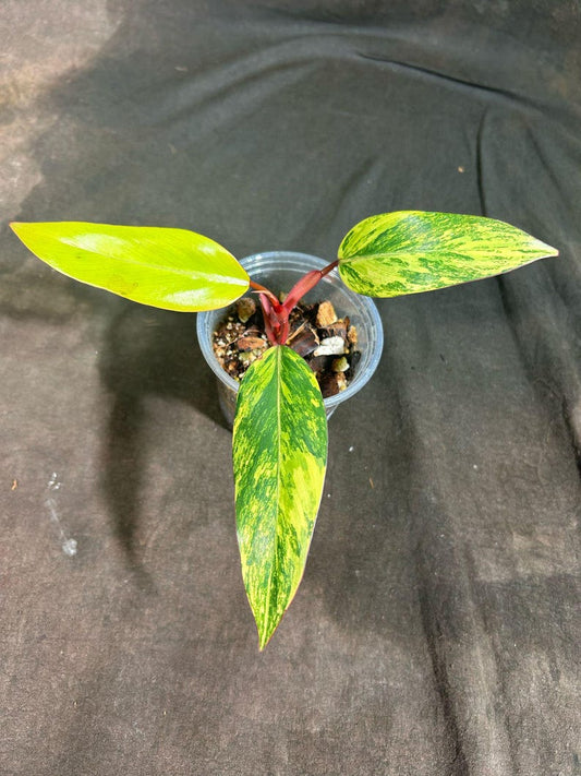 Variegated Philodendron Strawberry Shake Plant - Rare Collector Houseplant - Heart-Shaped Leaves - Philodendron Strawberry Shake