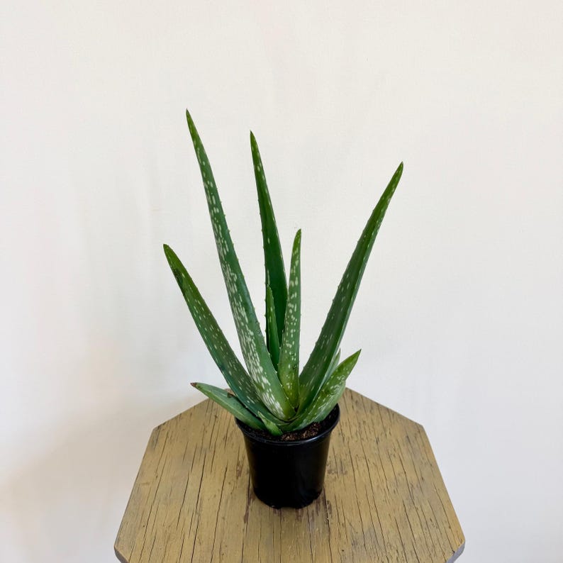 LIVE Aloe Vera Plant in 4 Inch Pot - Chinese Aloe, Indian Aloe, First Aid Plant - Indoor Houseplant, Office Decor, Succulent