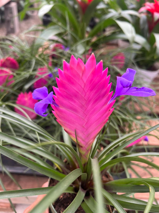 4” Bromeliad Plant ‘Pink Quill’ - Tillandsia Cyanea - Decorative Houseplant in Nursery Pot - Ideal Gift