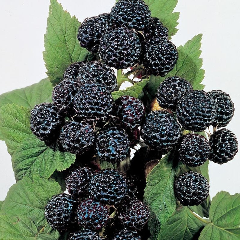 Jewel Black Raspberry Plant - Live Rooted Starter, Midseason Variety, Self-Pollinating, Zones 4-8 - Rubus occidentalis
