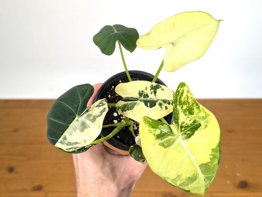 Alocasia Frydek Variegated Plant - Assorted 4 Inch Pots - Alocasia micholitziana - Indoor Tropical Houseplant