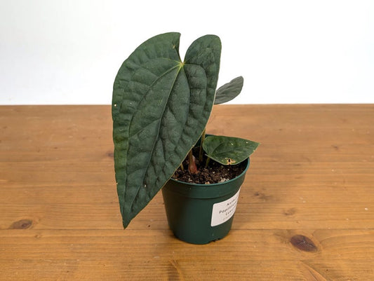 Anthurium Papillilaminum x Luxurians | 4 Inch Pot | Tropical Houseplant | Exotic Indoor Plant | Anthurium Variety