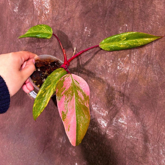 Variegated Philodendron Strawberry Shake Plant - Rare Pink & Cream Leaves - Live Indoor Houseplant - Philodendron Strawberry Shake