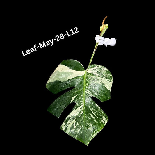 Variegated Monstera Albo Cutting - Rare White Monstera Borsigiana Albo - Indoor Plant - Monstera deliciosa