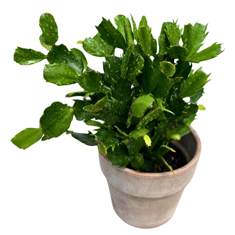 Flowering Christmas Cactus 4" Pot - Thanksgiving Cactus, Schlumbergera Truncata - Indoor Holiday Houseplant, Low Light Succulent