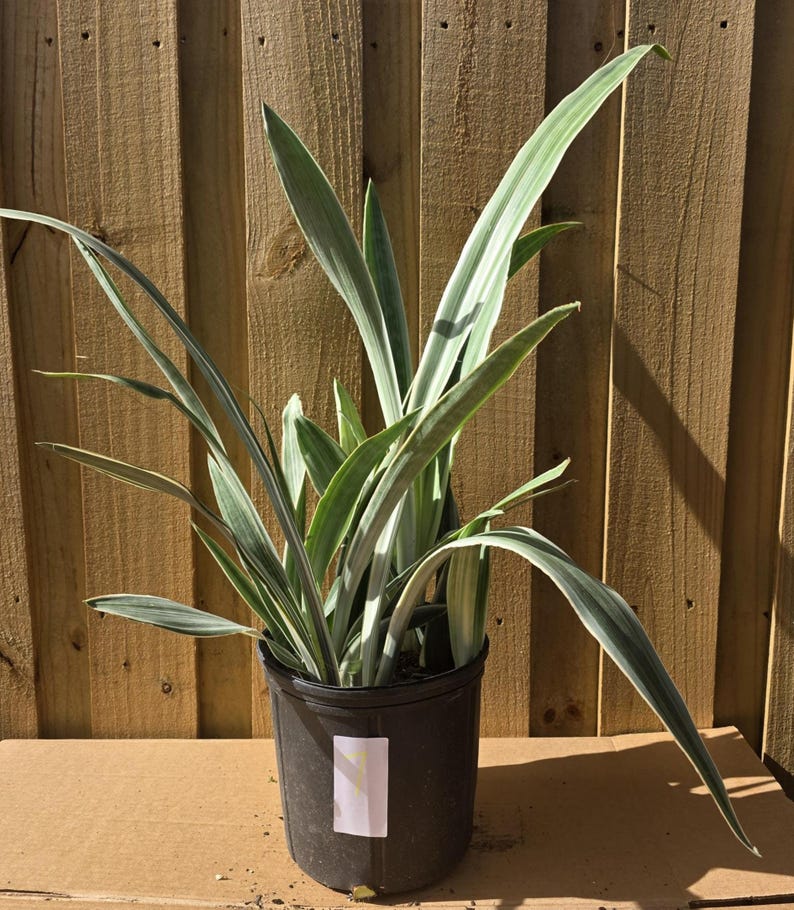 Sansevieria Sayuri - Live Snake Plant - Mother-in-Law's Tongue - Bowstring Hemp - Indoor Houseplant - Low Maintenance