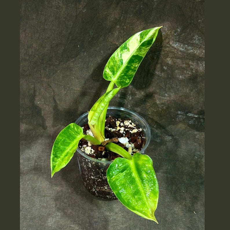 Philodendron Green Congo Plant | Variegated Tropical Aroid | Easy-Care Houseplant | Live Indoor Plant | Philodendron spp.
