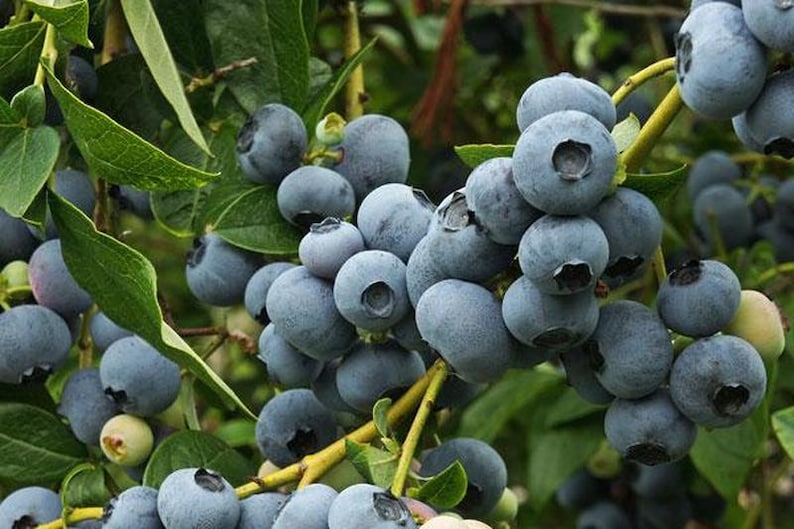 Patriot Blueberry Plant - Rooted, Self-Pollinating, Large Berries, Vaccinium corymbosum - Zones 5-8, Early Bearing, Organic
