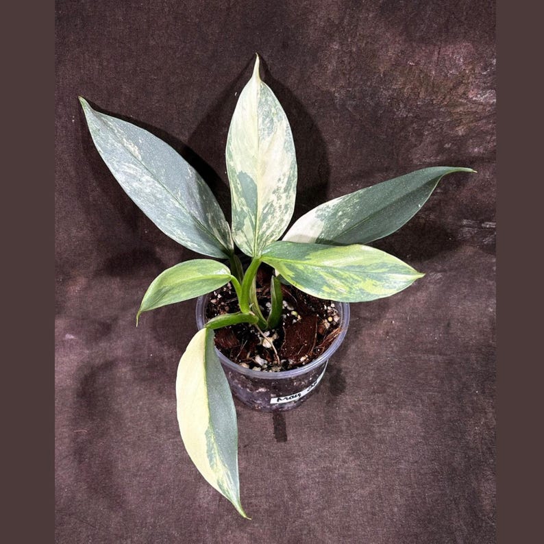 Philodendron Silver Sword Variegated Plant | Live Indoor Plant in Nursery Pot | Rare Aroid Collector Plant | Philodendron sp.