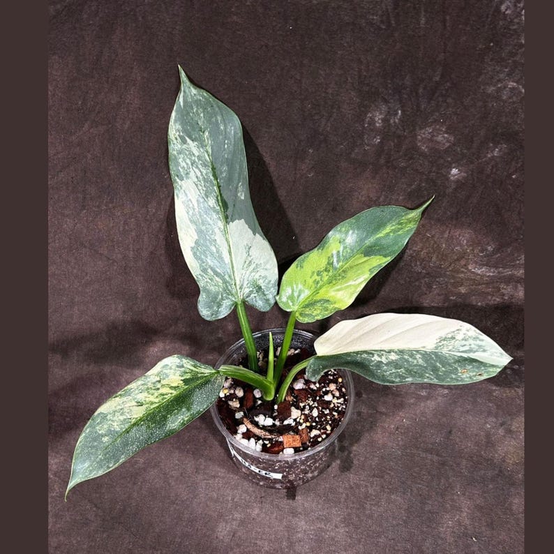Philodendron Silver Sword Variegated Plant in Nursery Pot | Rare Indoor Plant | Live Houseplant for Collectors | Philodendron spp.