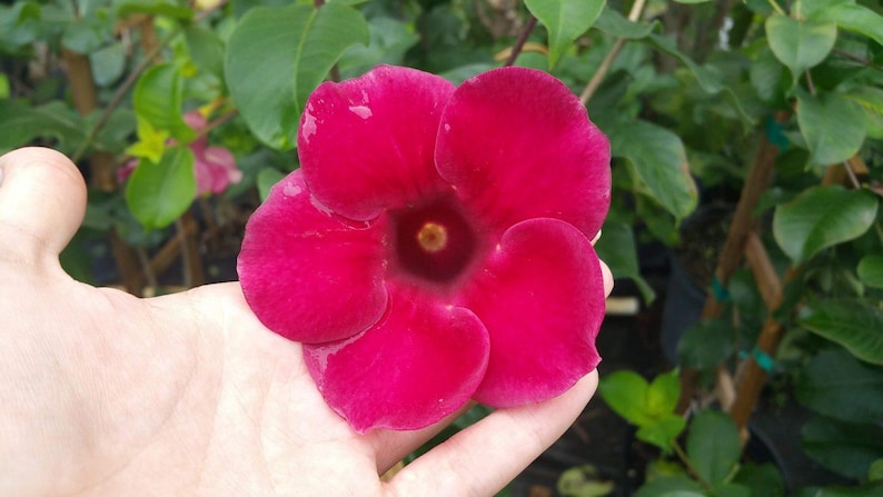 Allamanda Red Live Plants - Pack of 2 - 'Lil Red' Brazilian Allamanda - 4-6 Inches - Vibrant Red Blooms - Attractive to Pollinators