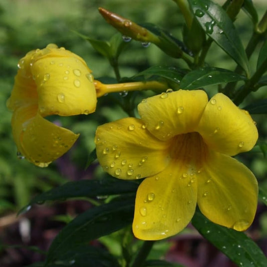 Allamanda Dwarf Yellow Live Plants - Pack of 2 - Allamanda Compacta - 4-6 Inches - Bright Yellow Blooms - Butterfly Attractor