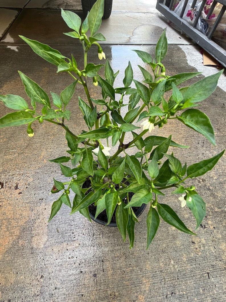 Serrano Chili Pepper Live Plant - Tampiqueño Variety in 1 Gallon Pot - Capsicum annuum