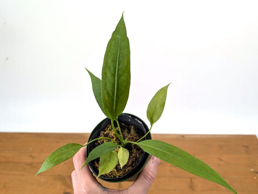 Anthurium Vittariifolium Starter Plant in 3.5" or 4" Pot - Exotic Tropical Houseplant, Epiphytic Beauty, Anthurium Plant Care