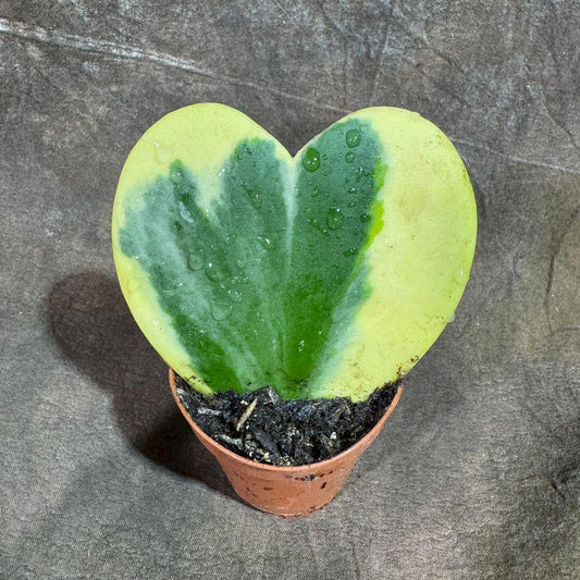 Variegated Hoya Kerrii 2" Pot - Sweetheart Plant - Heart-Shaped Succulent - Hoya Kerrii 'Albomarginata' - Indoor Gift Plant