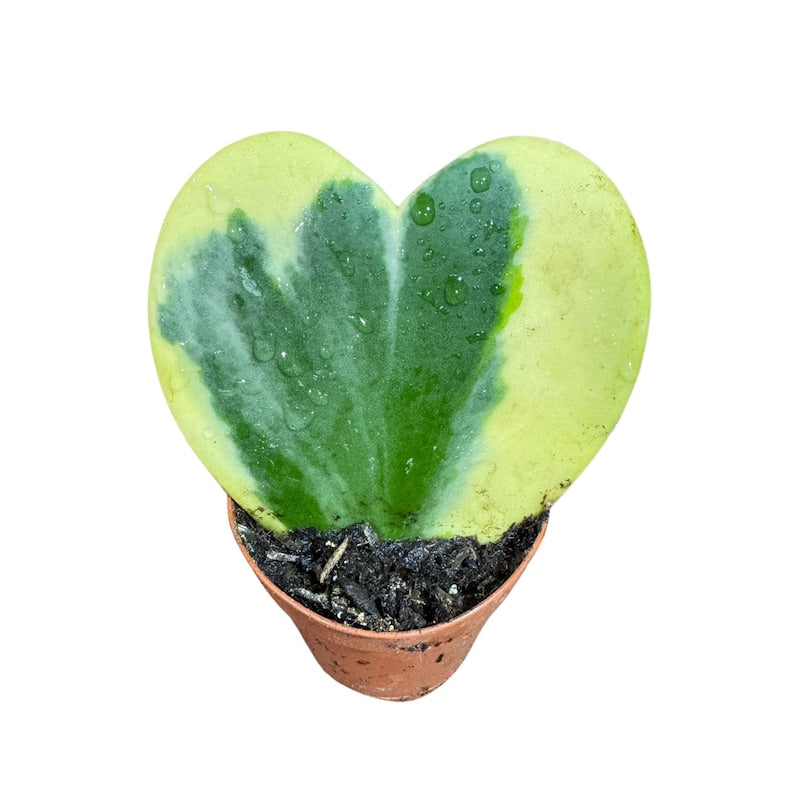 Hoya Kerrii Heart Succulent 2" Variegated Plant - Sweetheart Hoya - Live Indoor/Outdoor Plant in Nursery Pot