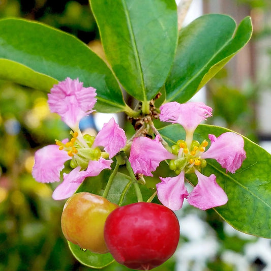 Barbados Cherry Tree - 1 Gallon - 2 Feet Tall - Malpighia emarginata