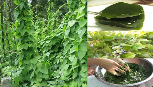 1 Gallon Jelly Vine Plant, Green Climbing Vine, Cissus quadrangularis - Ideal for Gardens and Indoor Spaces